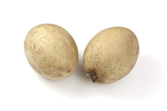 Sapodilla or Sapoche (Manilkara zapota)