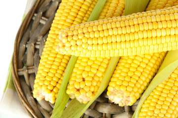 Crude corns on wicker tray isolated on white
