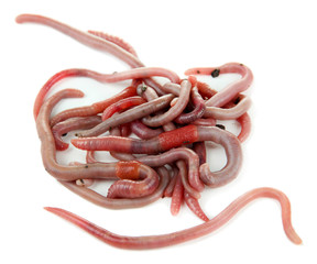Worms isolated on white