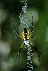 Black and Yellow Argiope