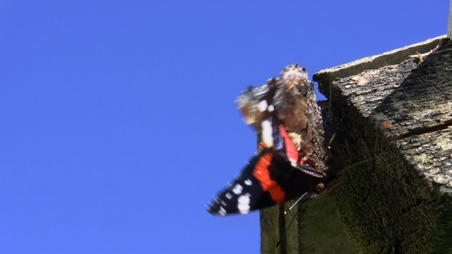 Red admiral (Vanessa atalanta) butterfly defecated