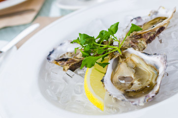 Oysters