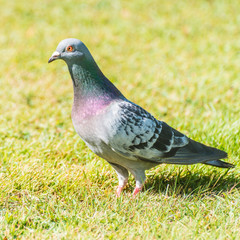 Feral Pigeon