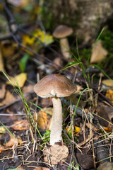 brown cap boletus