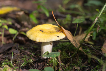 Yellow russula
