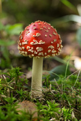 red fly agaric
