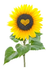 Crédence de cuisine en verre imprimé Tournesol sunflower seeds in a heart shape. isolated on white background