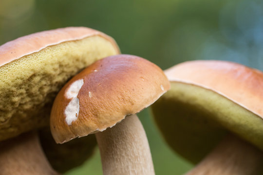 cap mushrooms close up