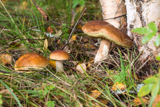 three mushrooms