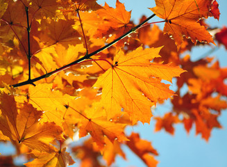 maple leaves
