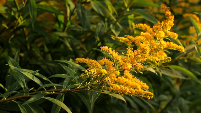 Sunlight at sunset light swaying in the wind yellow flowers.