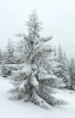 Winter dull day mountain fir trees