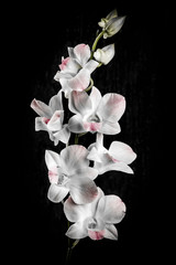 Panele Szklane  Kwiaty orchidei na czarno