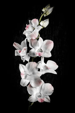 Fototapeta Orchid flowers on black