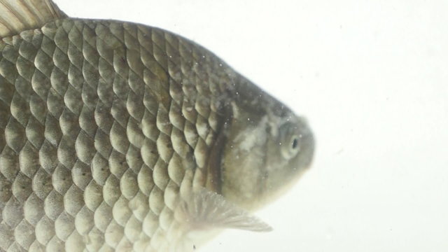 Large crucian carp
