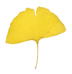 Autumn ginko leaf