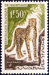 Cheetah (Mauritania 1963)