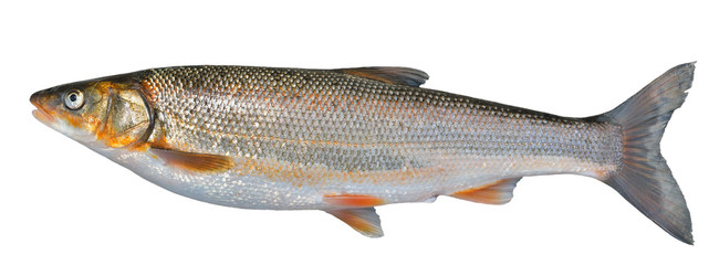 Fish (Leuciscus brandti) 12