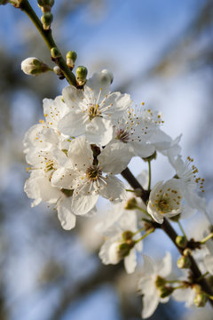 Blossoms of a Cherry-Plum Tree