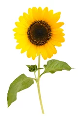 Foto auf Acrylglas Sonnenblume Sonnenblume
