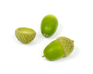 acorns isolated on white