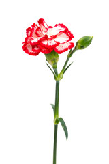 beautiful pink carnations isolated on white