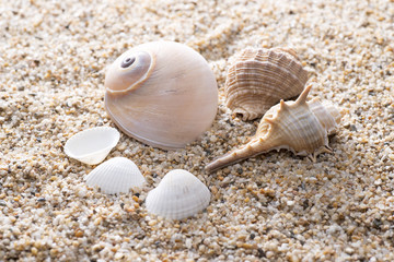 砂浜に複数の貝殻