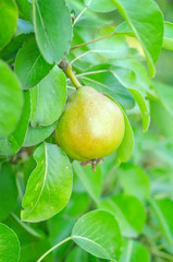 pear on tree