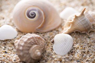 複数の貝殻のアップ