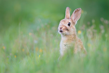 wild rabbit