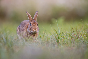 Obraz premium wild rabbit
