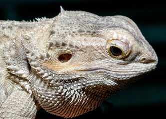 Lizzard face