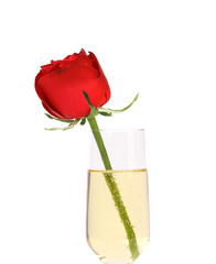 Red rose in glass of champagne.