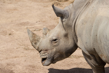 Obraz premium White Rhinoceros Portrait