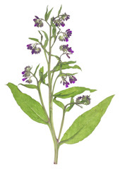 Comfrey