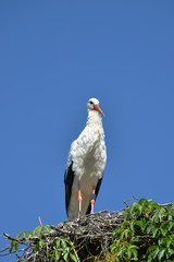 Storch