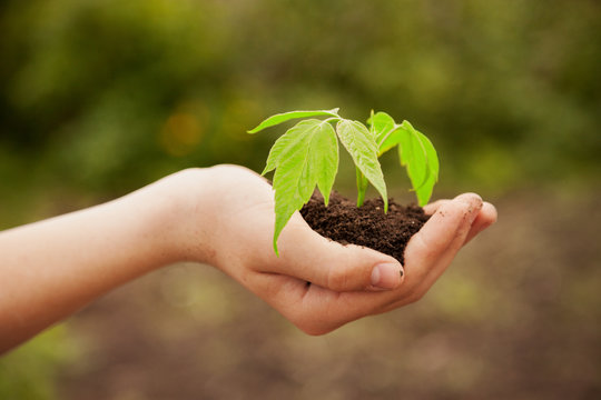boy hands holding young plant