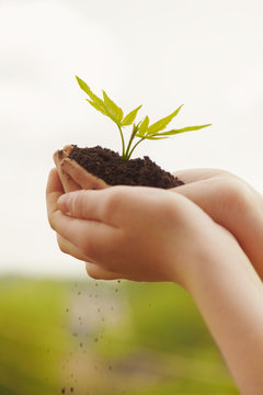 boy hands holding young plant