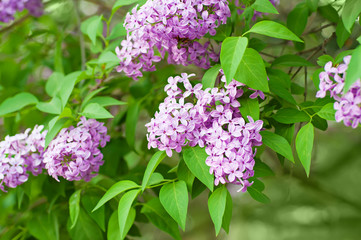 Fototapeta premium Branch of lilac flowers