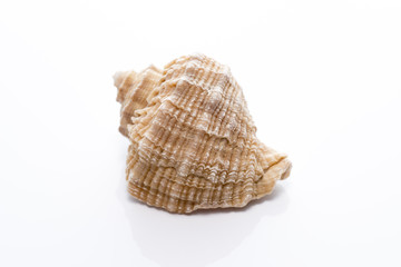 白背景に貝殻のアップ