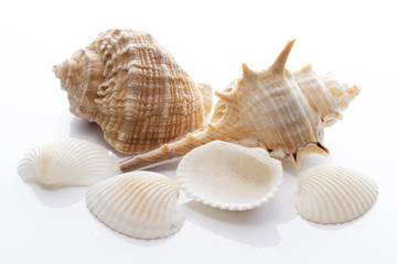 複数の貝殻のアップ