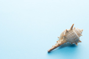 水色の背景に貝殻