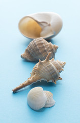 青色の背景に多種の貝殻