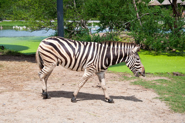 Fototapeta na wymiar zebra in zoo of Thailand