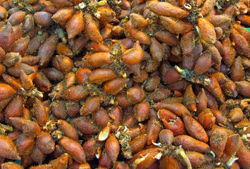 Salacca tropical sweet fruit in thai local market