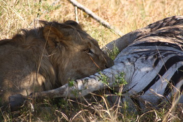 Fototapeta premium Lion Dinner