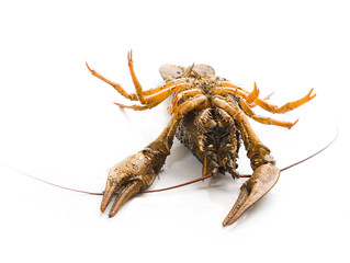 Alive crayfish isolated on white