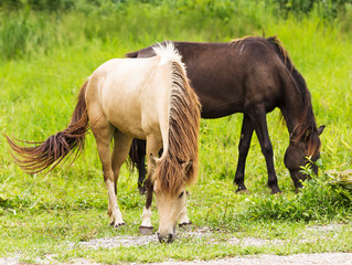 Horse in field