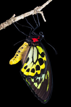 Male Cairns birdwing butterfly