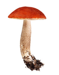large isolated Leccinum